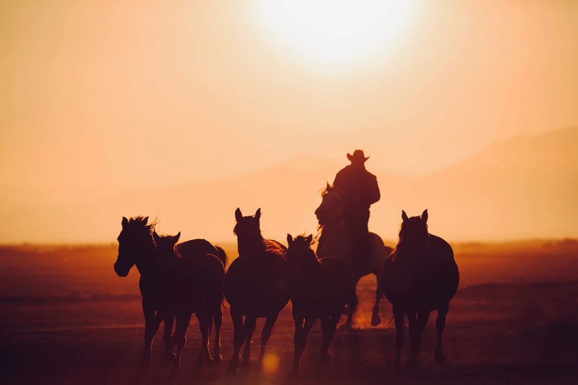 Cowboy on horseback leading a herd at sunset, a western scene for how to make money in rdr2